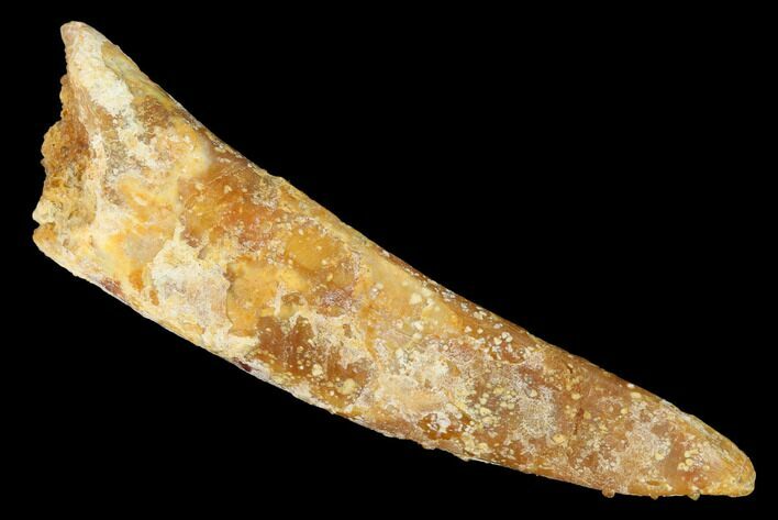 Bargain, Fossil Pterosaur (Siroccopteryx) Tooth - Morocco #167144